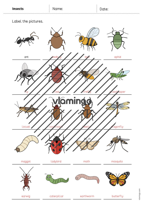 de englisch insects vocabulary worksheet 1 009
