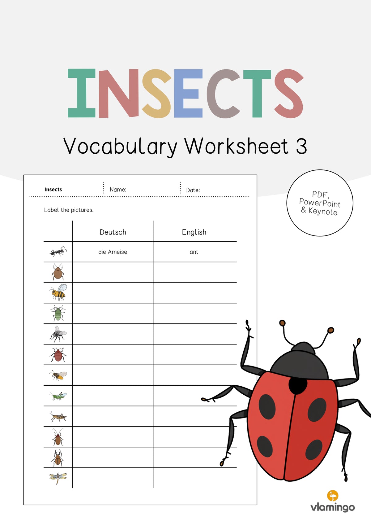 de englisch insects vocabulary worksheet 3 001