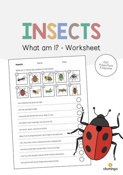 Insects / Insekten: What am I? - Worksheet (Englisch)