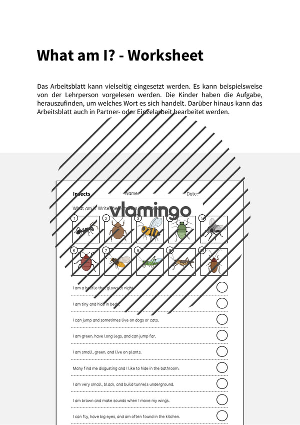 de englisch insects what am i worksheet 002