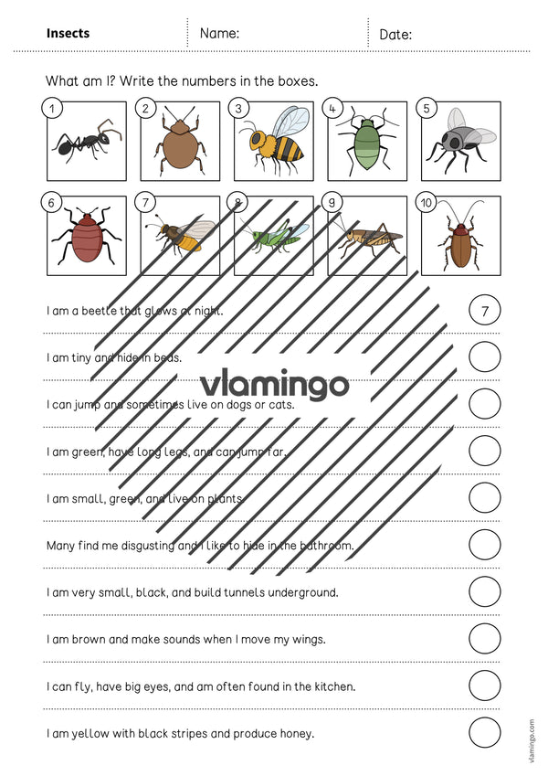 de englisch insects what am i worksheet 003