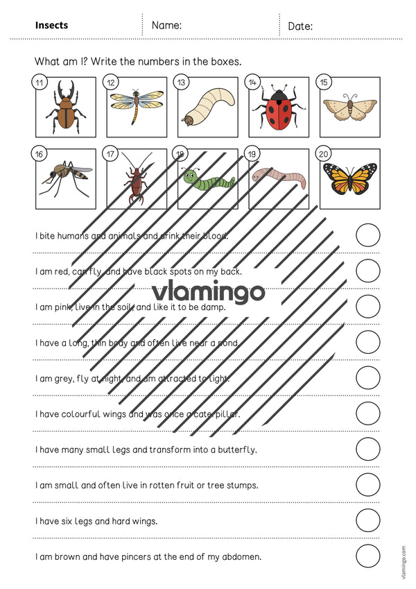 de englisch insects what am i worksheet 004