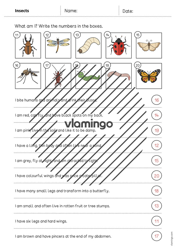 de englisch insects what am i worksheet 007