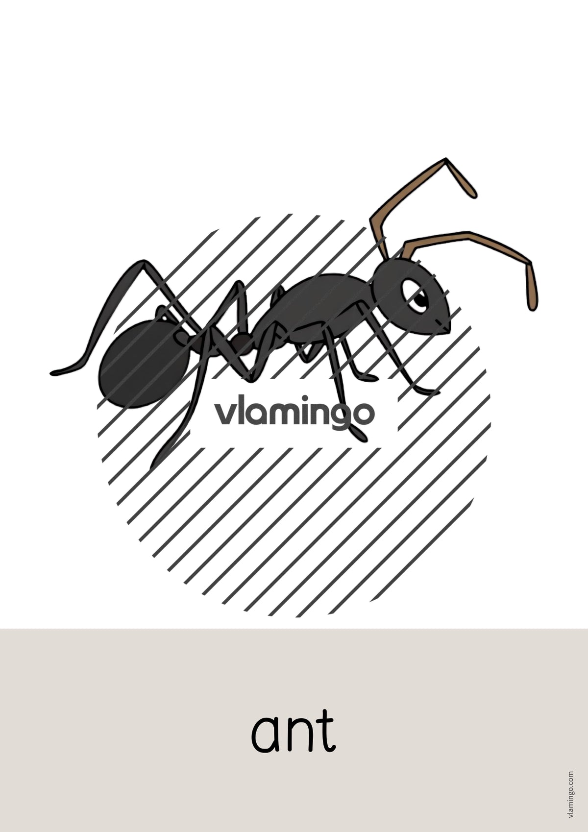 de englisch insects word and picture cards 003