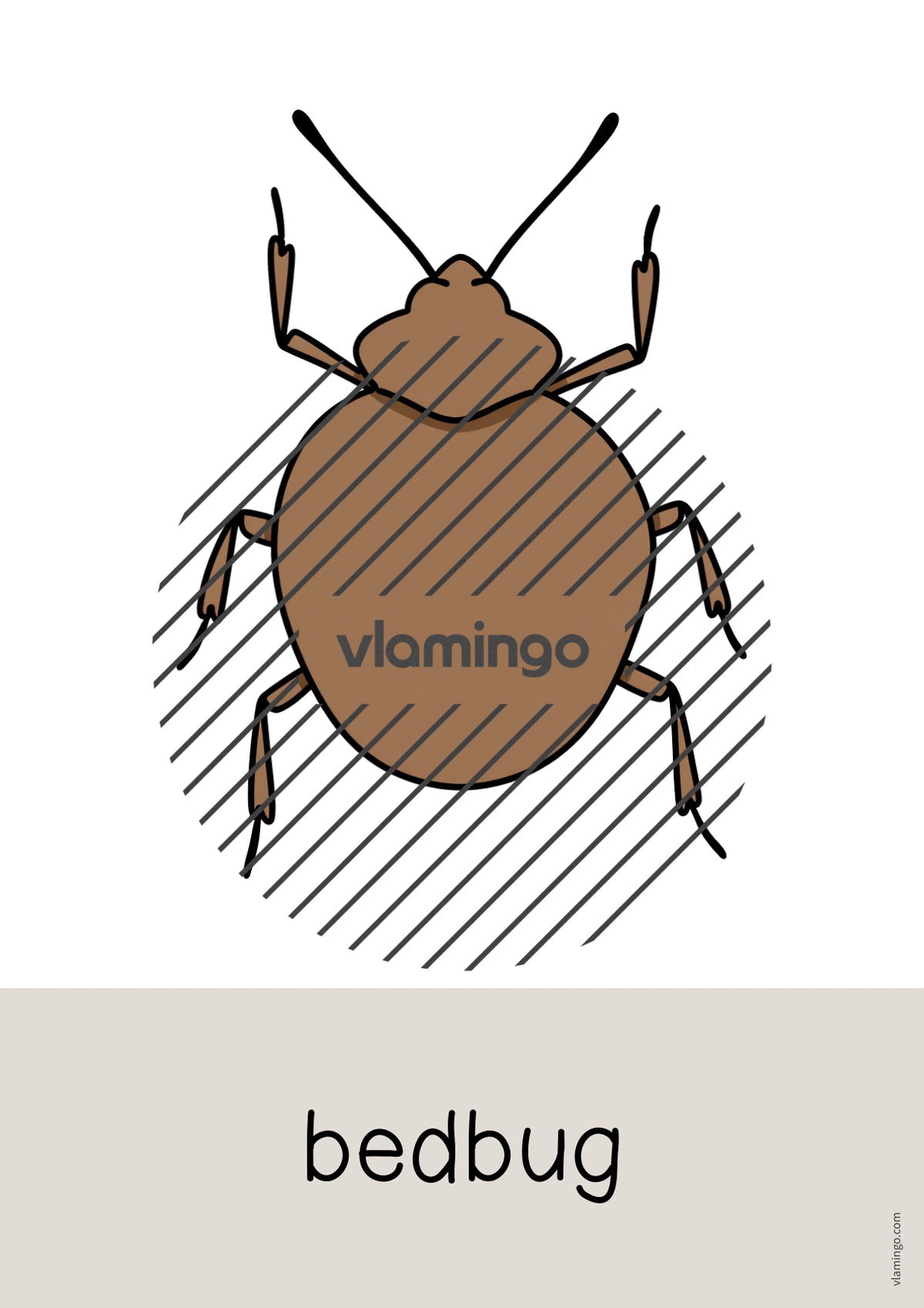 de englisch insects word and picture cards 004