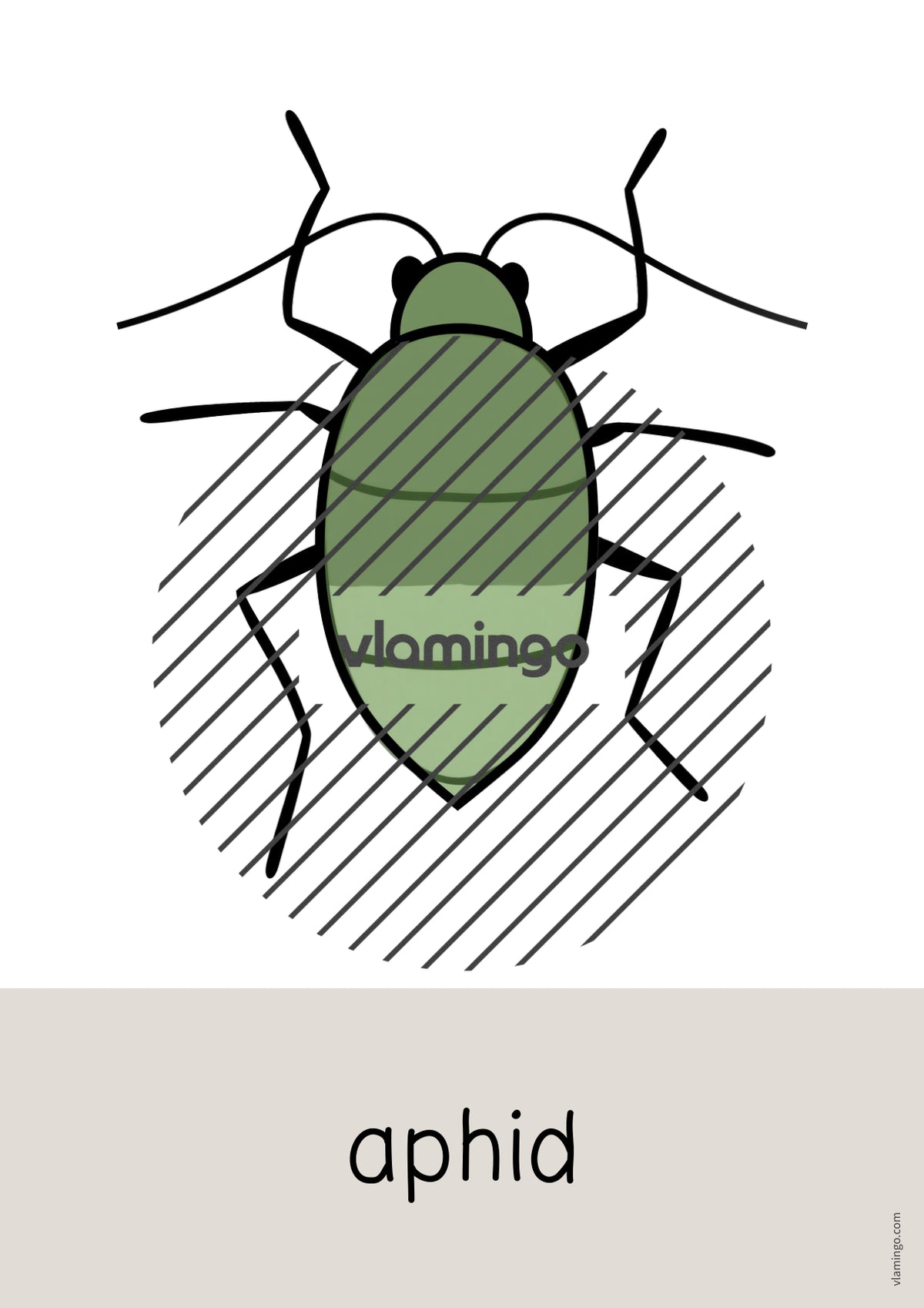 de englisch insects word and picture cards 006