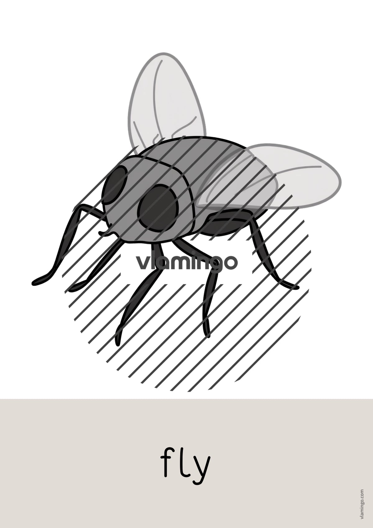 de englisch insects word and picture cards 007