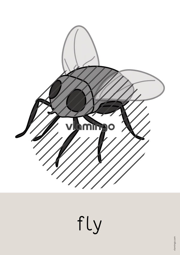 de englisch insects word and picture cards 007