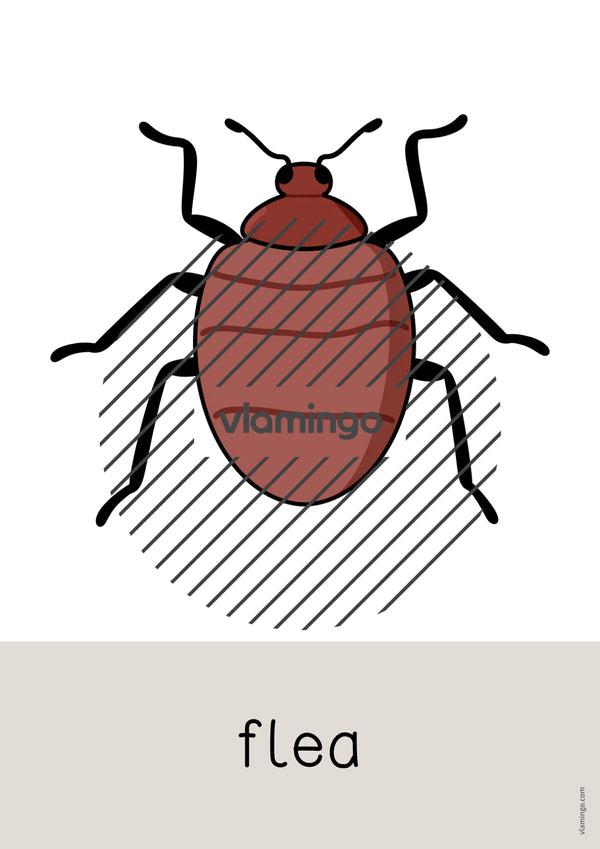 de englisch insects word and picture cards 008