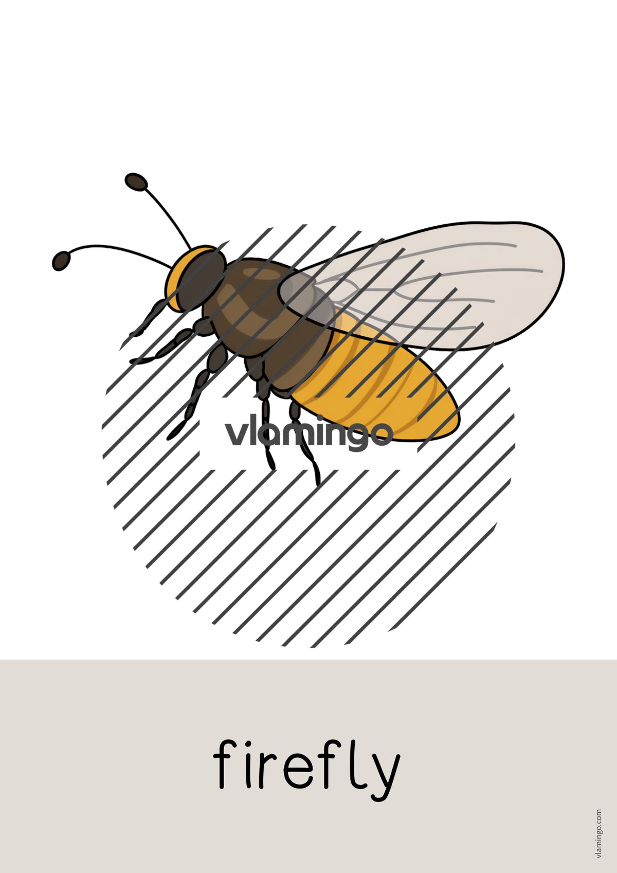 de englisch insects word and picture cards 009