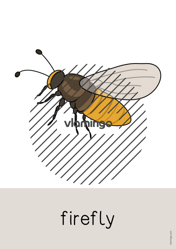 de englisch insects word and picture cards 009