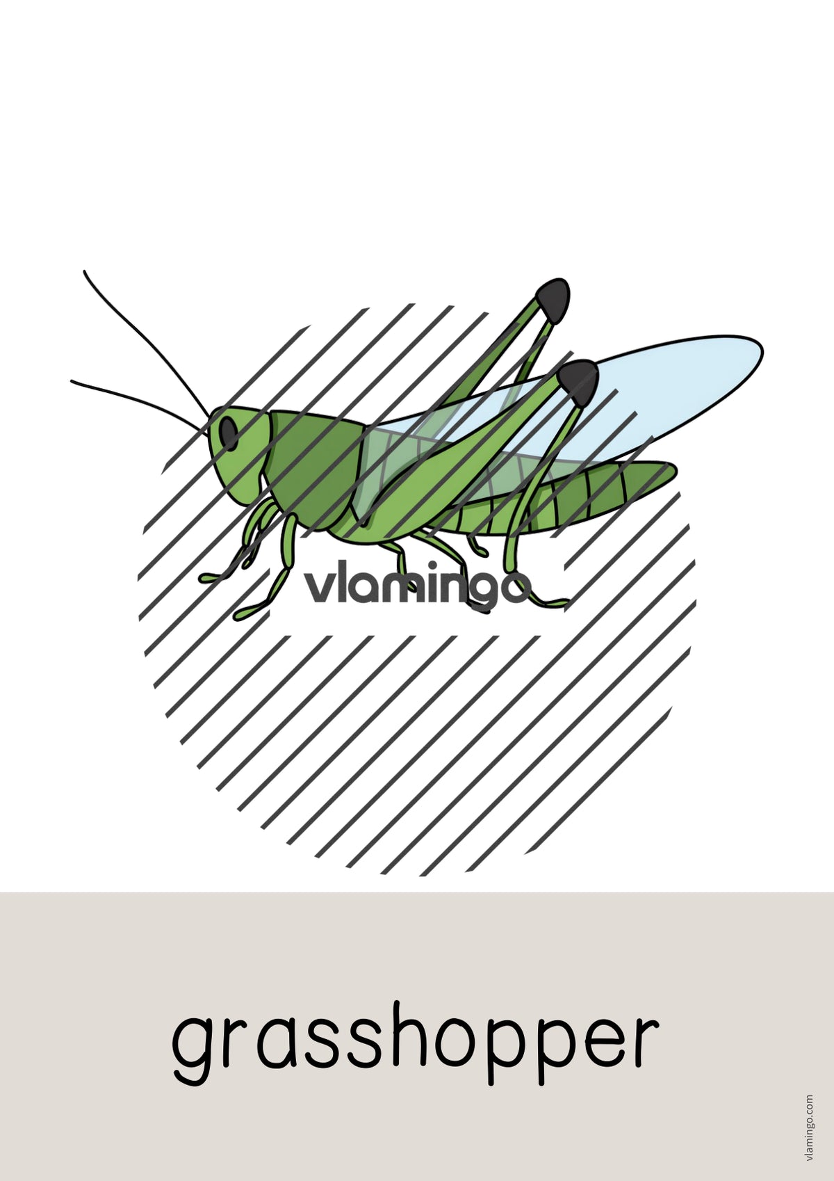 de englisch insects word and picture cards 010