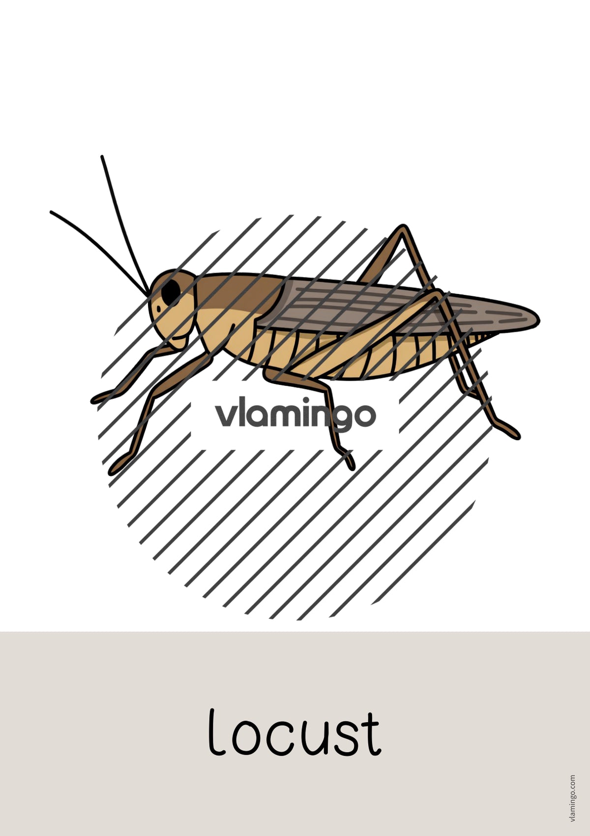 de englisch insects word and picture cards 011