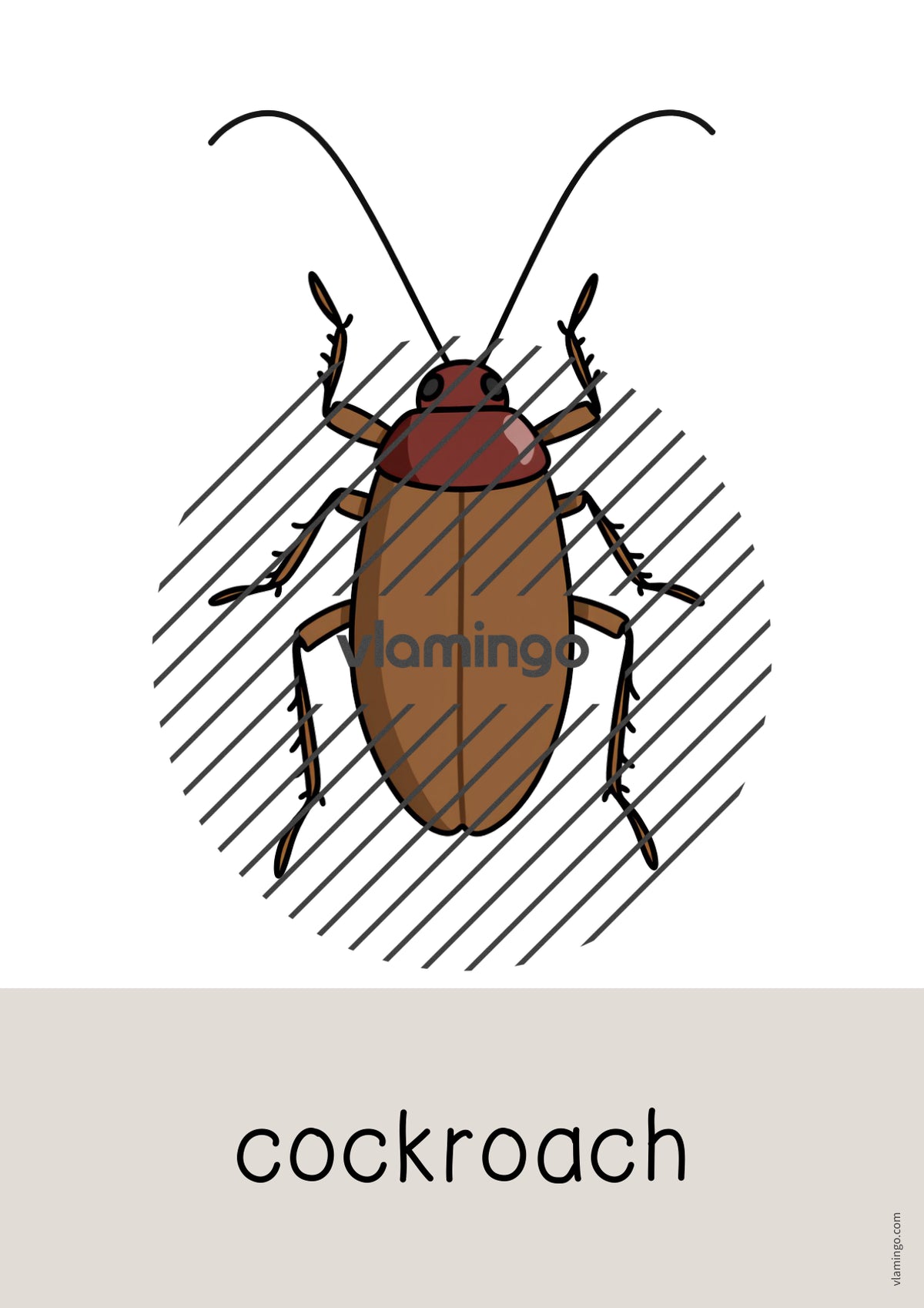 de englisch insects word and picture cards 012