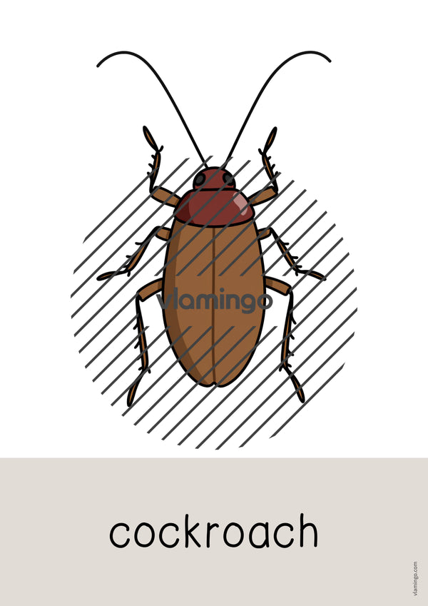 de englisch insects word and picture cards 012