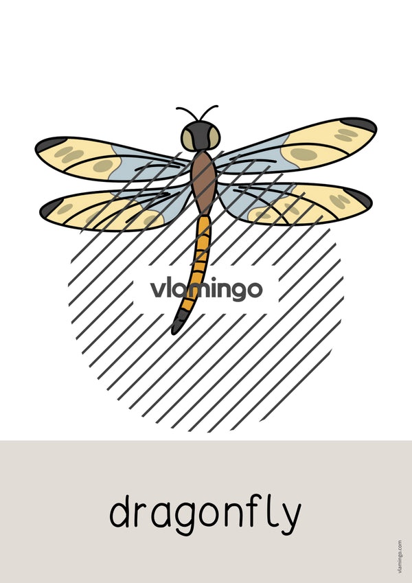 de englisch insects word and picture cards 014