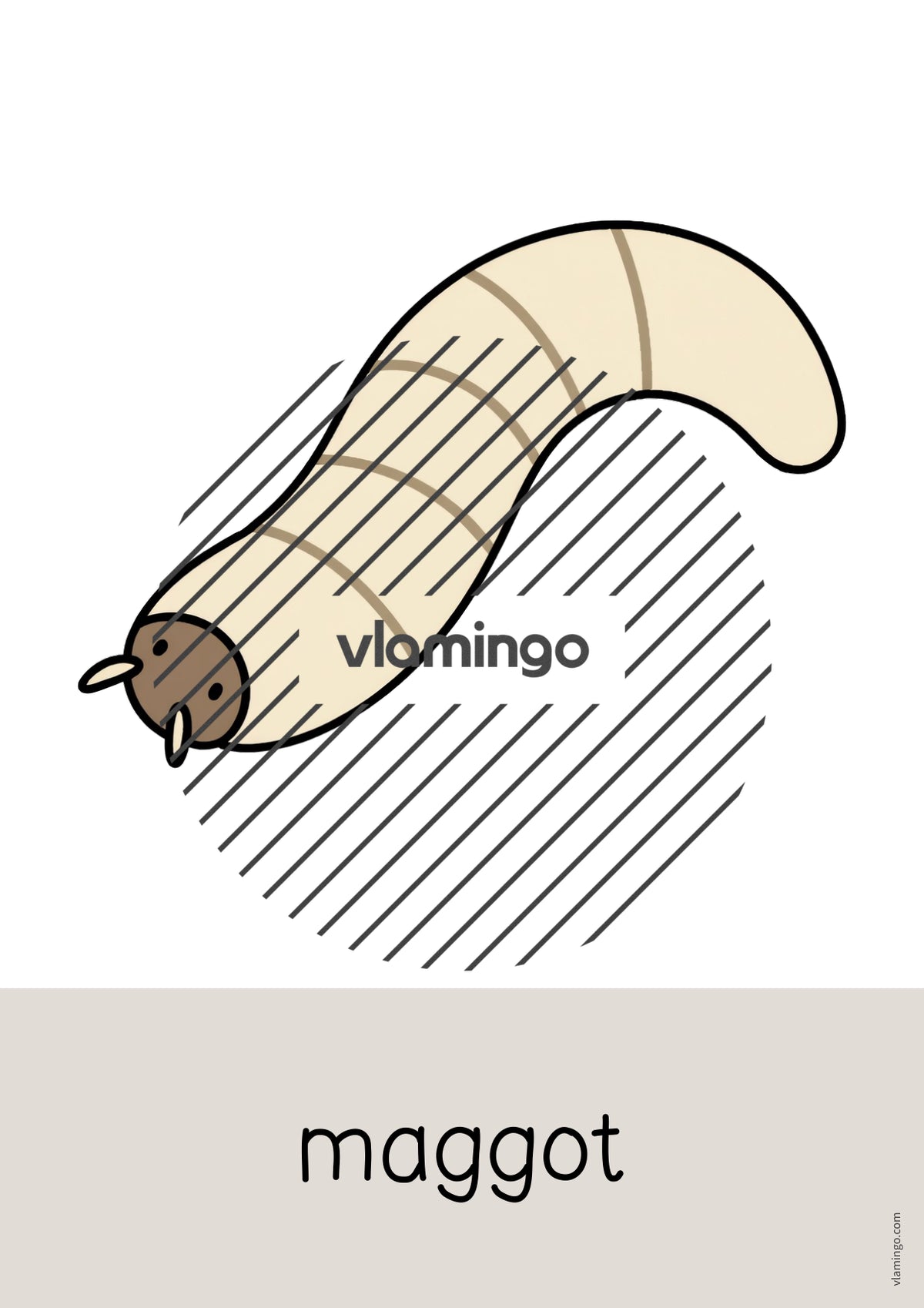 de englisch insects word and picture cards 015