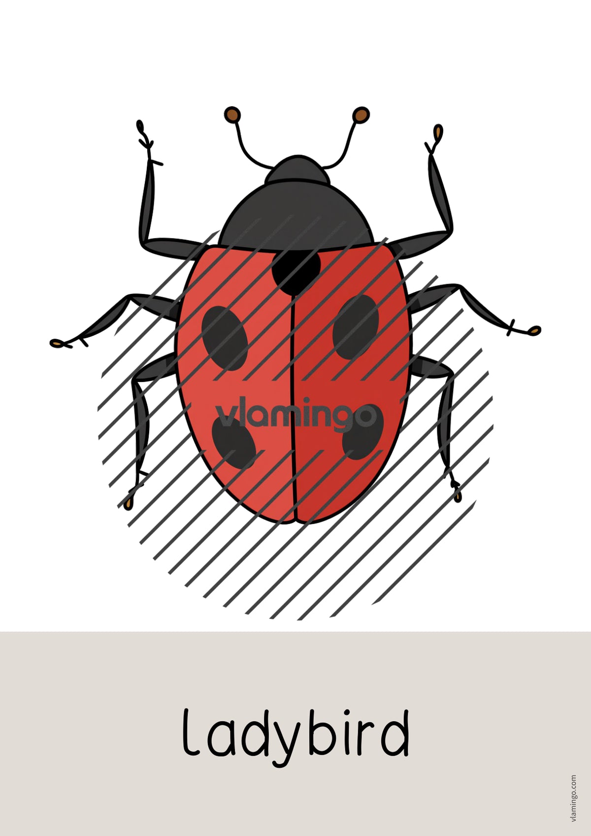 de englisch insects word and picture cards 016