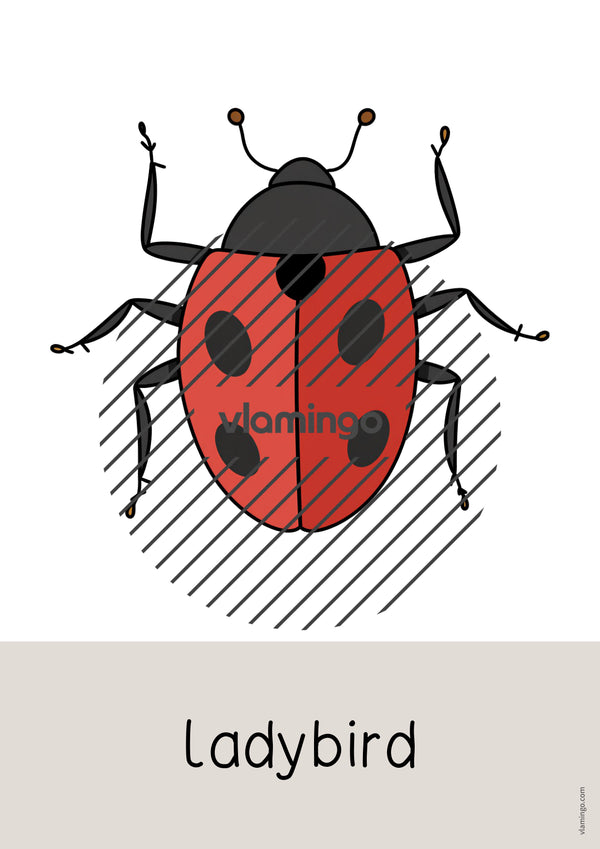 de englisch insects word and picture cards 016