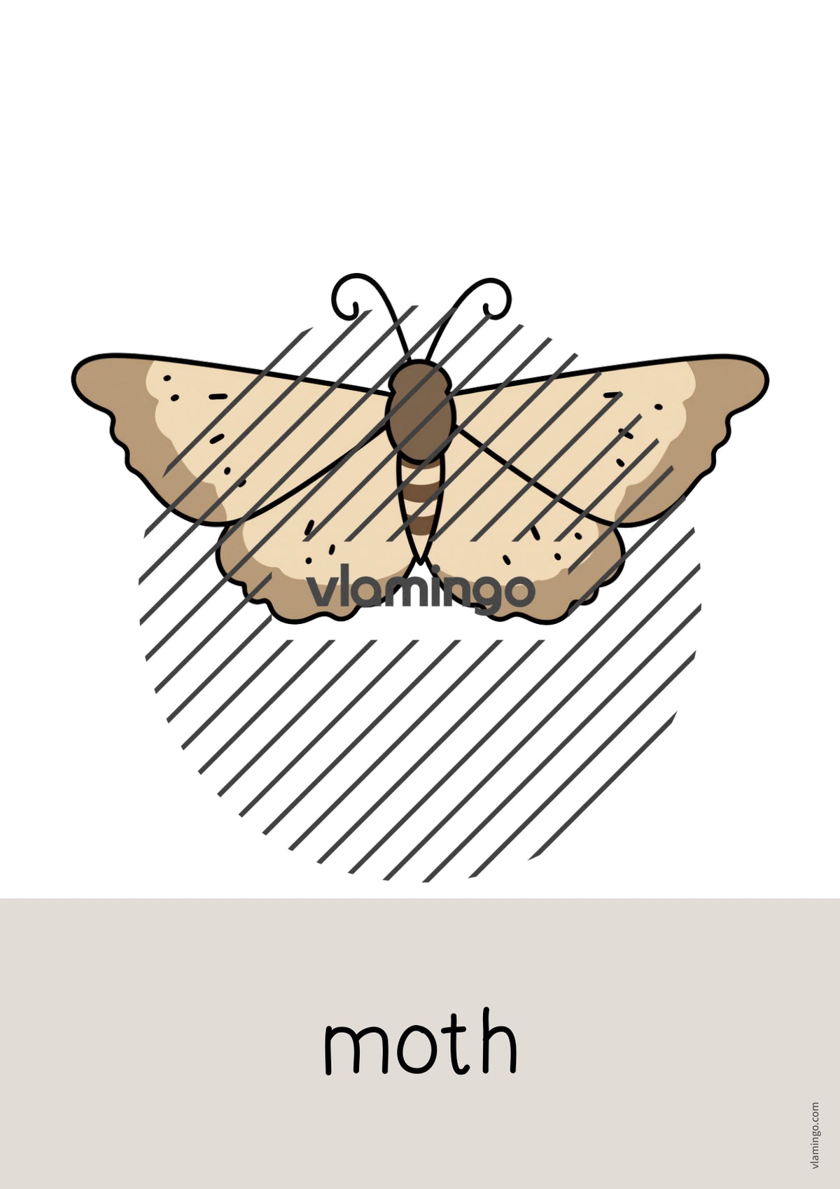 de englisch insects word and picture cards 017
