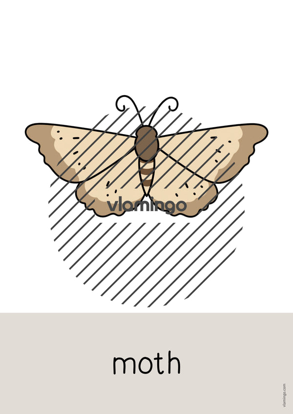 de englisch insects word and picture cards 017