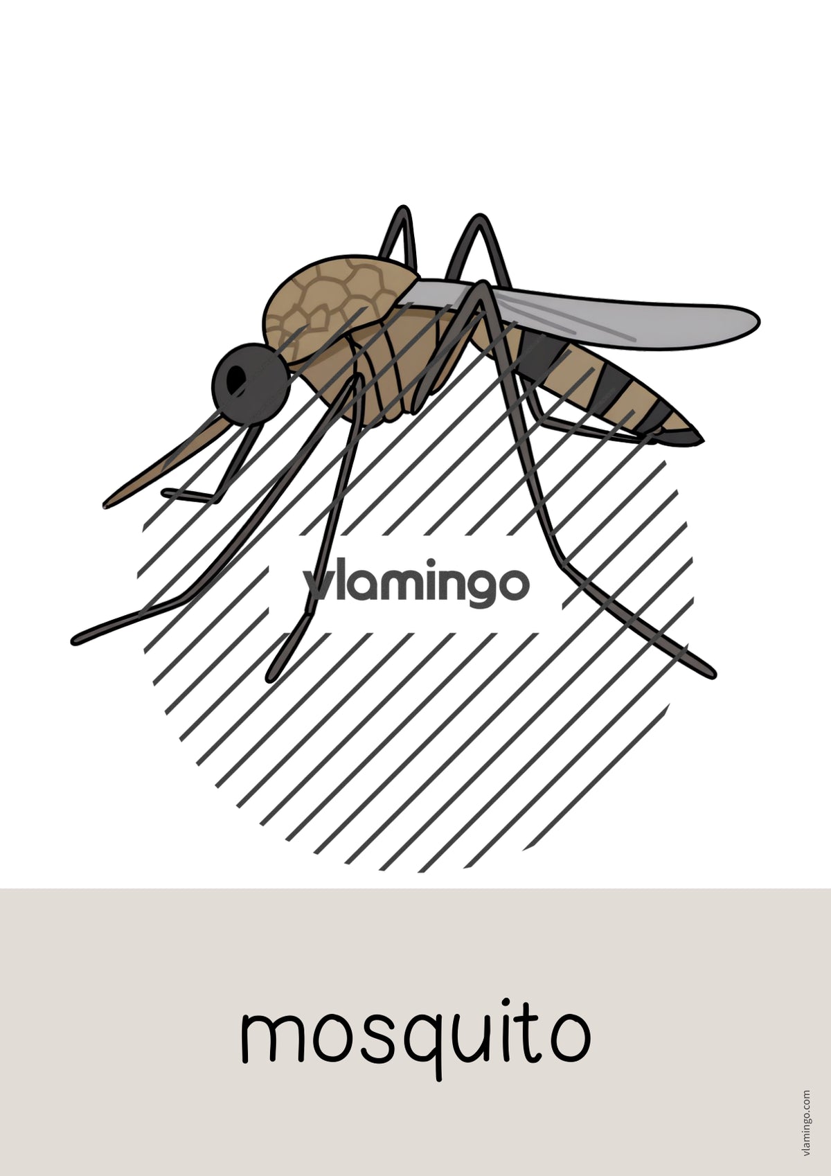 de englisch insects word and picture cards 018