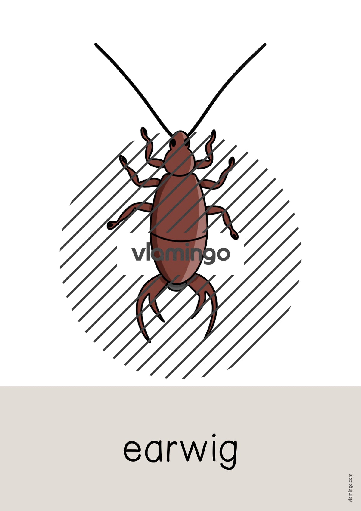 de englisch insects word and picture cards 019
