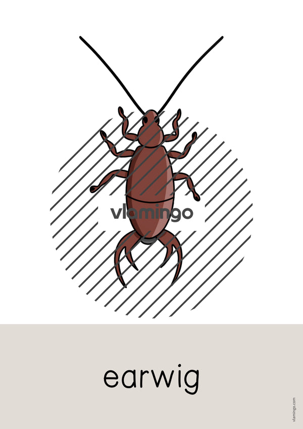 de englisch insects word and picture cards 019