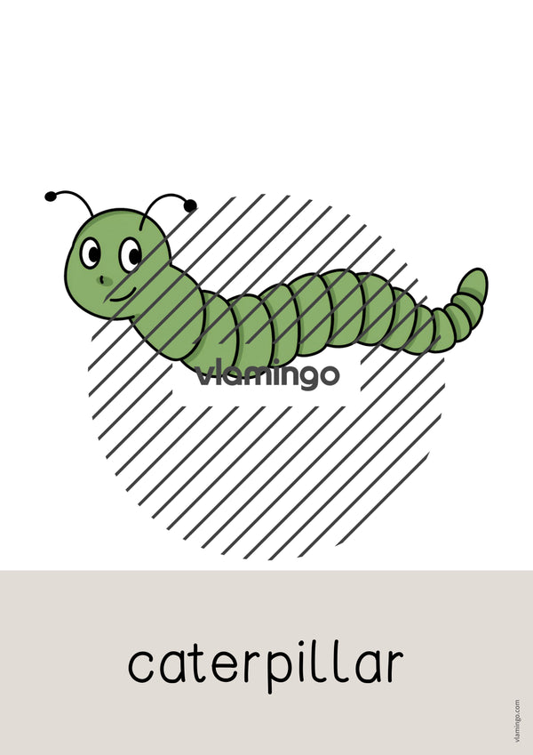 de englisch insects word and picture cards 020