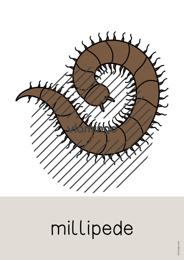 de englisch insects word and picture cards 024