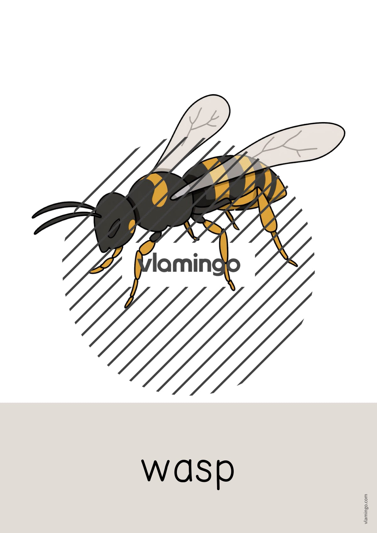de englisch insects word and picture cards 025