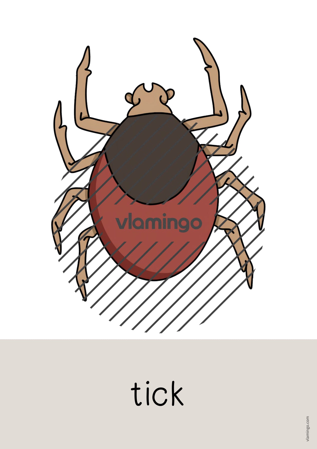 de englisch insects word and picture cards 026