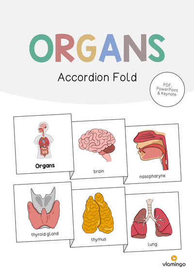 Organs / Organe: Accordion Fold (Englisch)