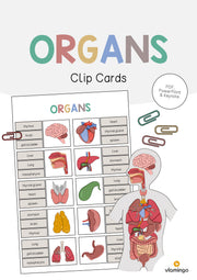 de englisch organs clip cards 001