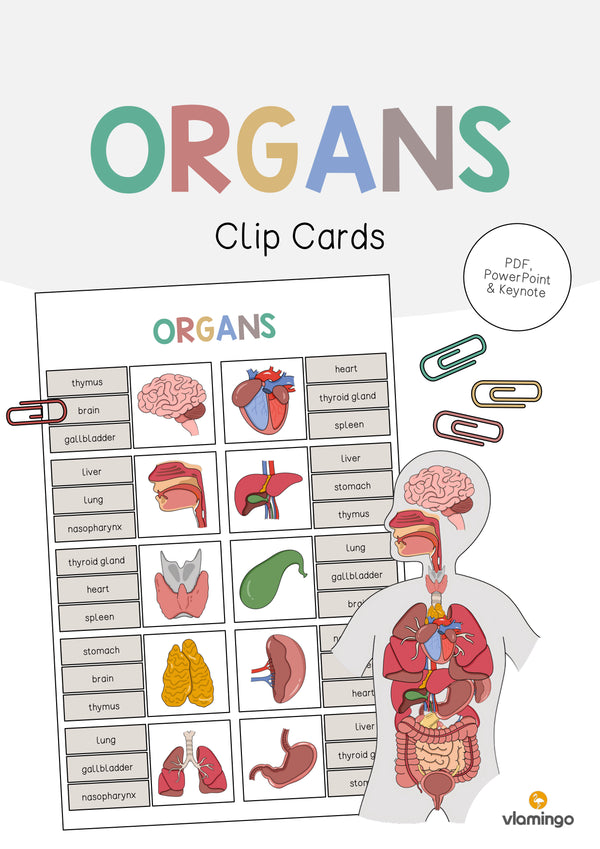 de englisch organs clip cards 001