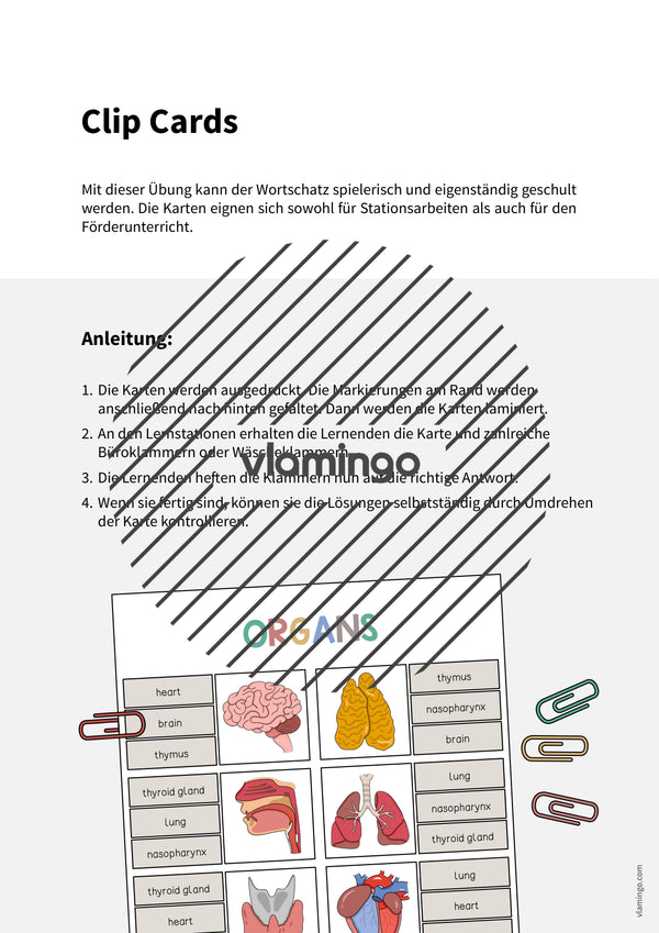 de englisch organs clip cards 002