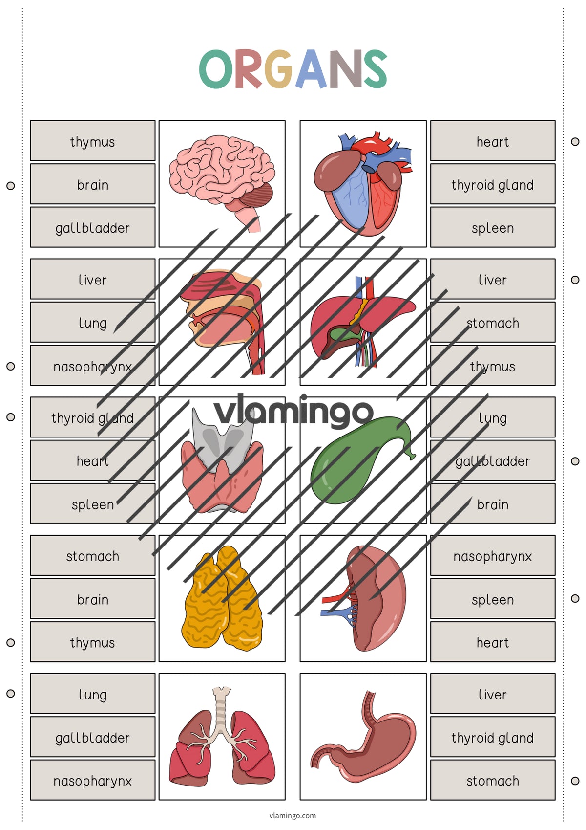 de englisch organs clip cards 003