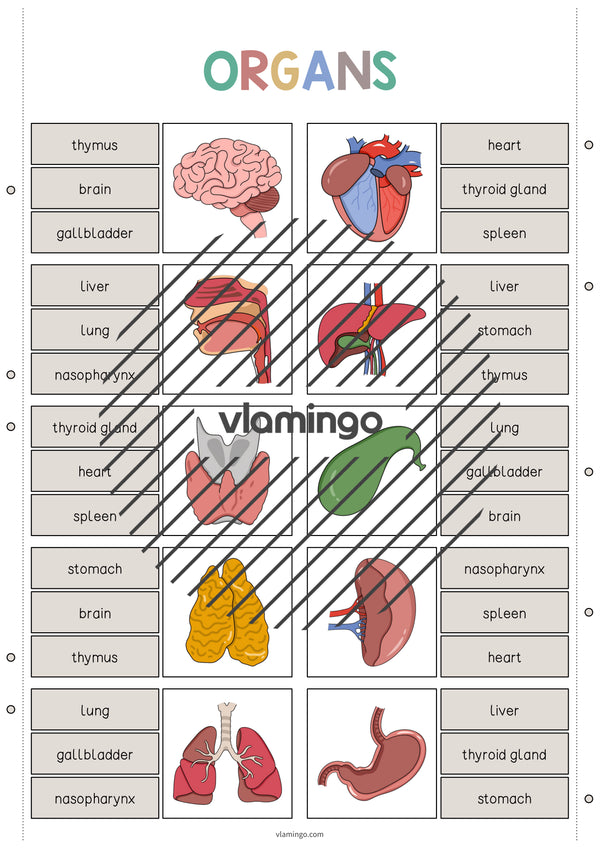de englisch organs clip cards 003