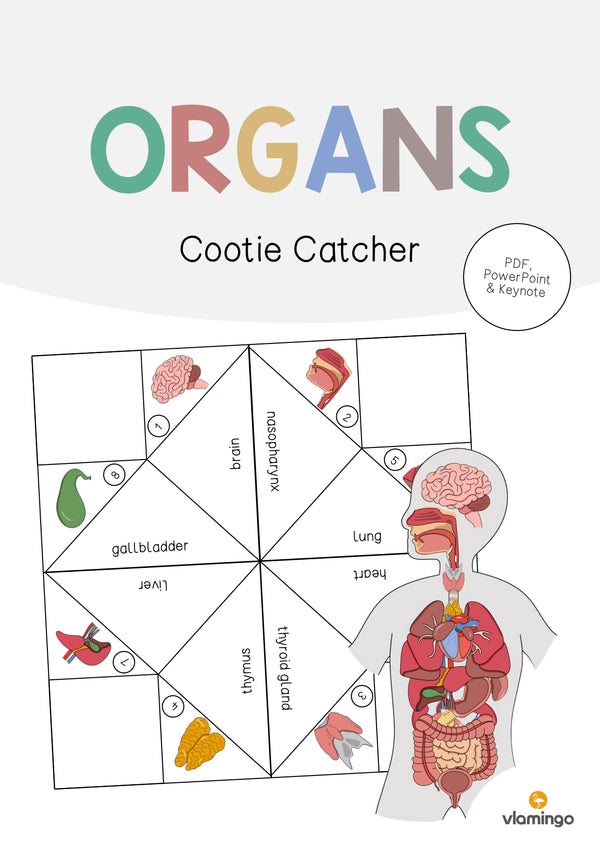 de englisch organs cootie catcher 001