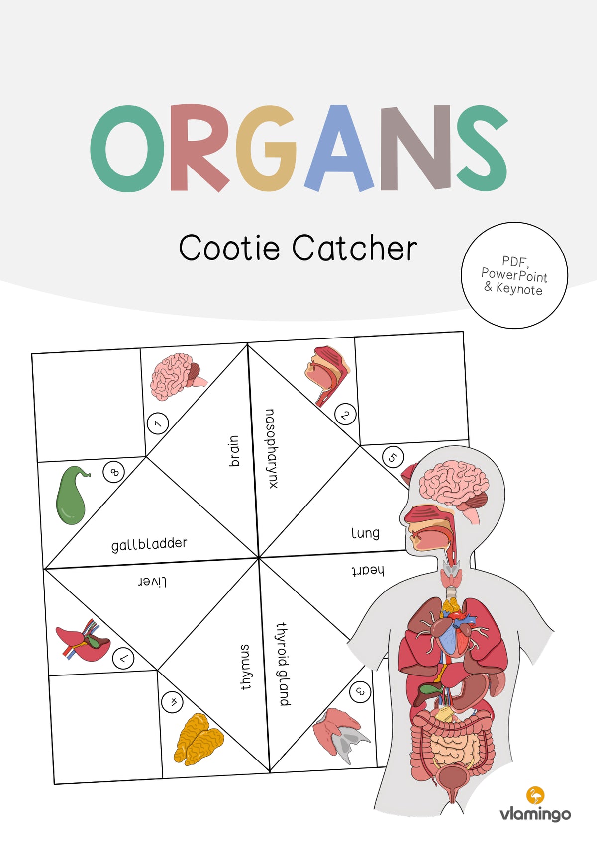 de englisch organs cootie catcher 001