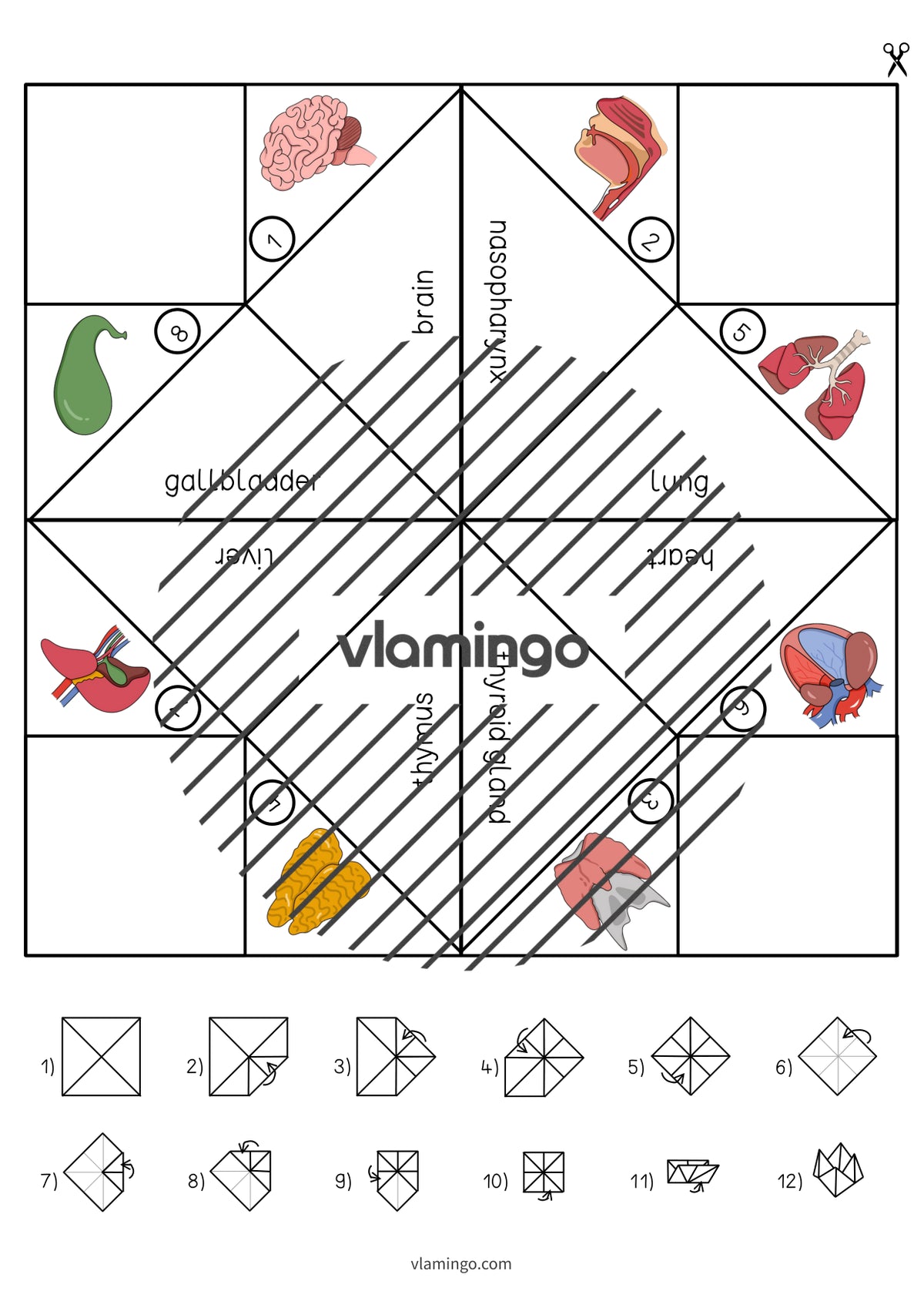 de englisch organs cootie catcher 005