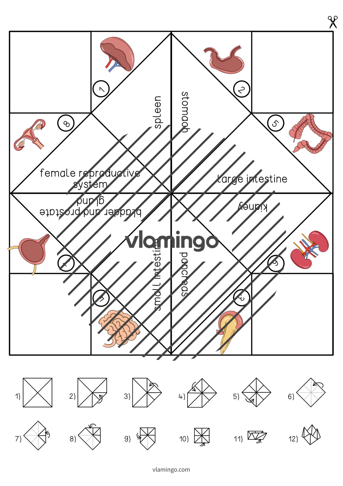 de englisch organs cootie catcher 006