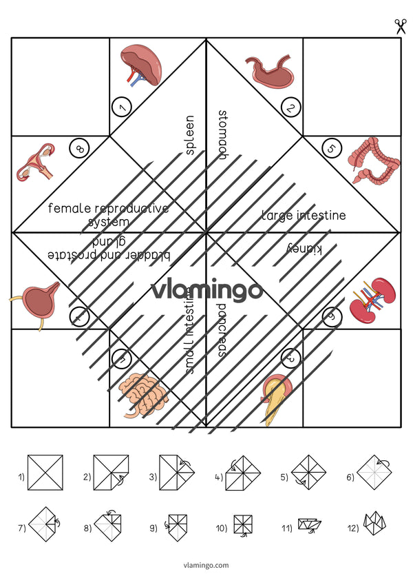 de englisch organs cootie catcher 006