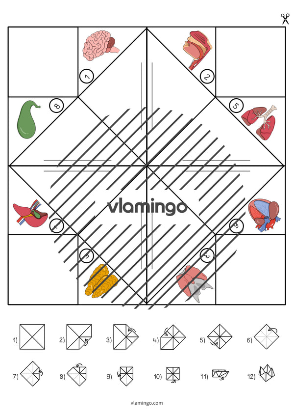 de englisch organs cootie catcher 008