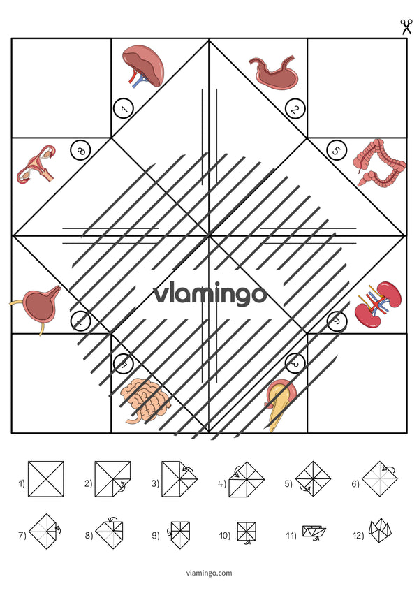 de englisch organs cootie catcher 009