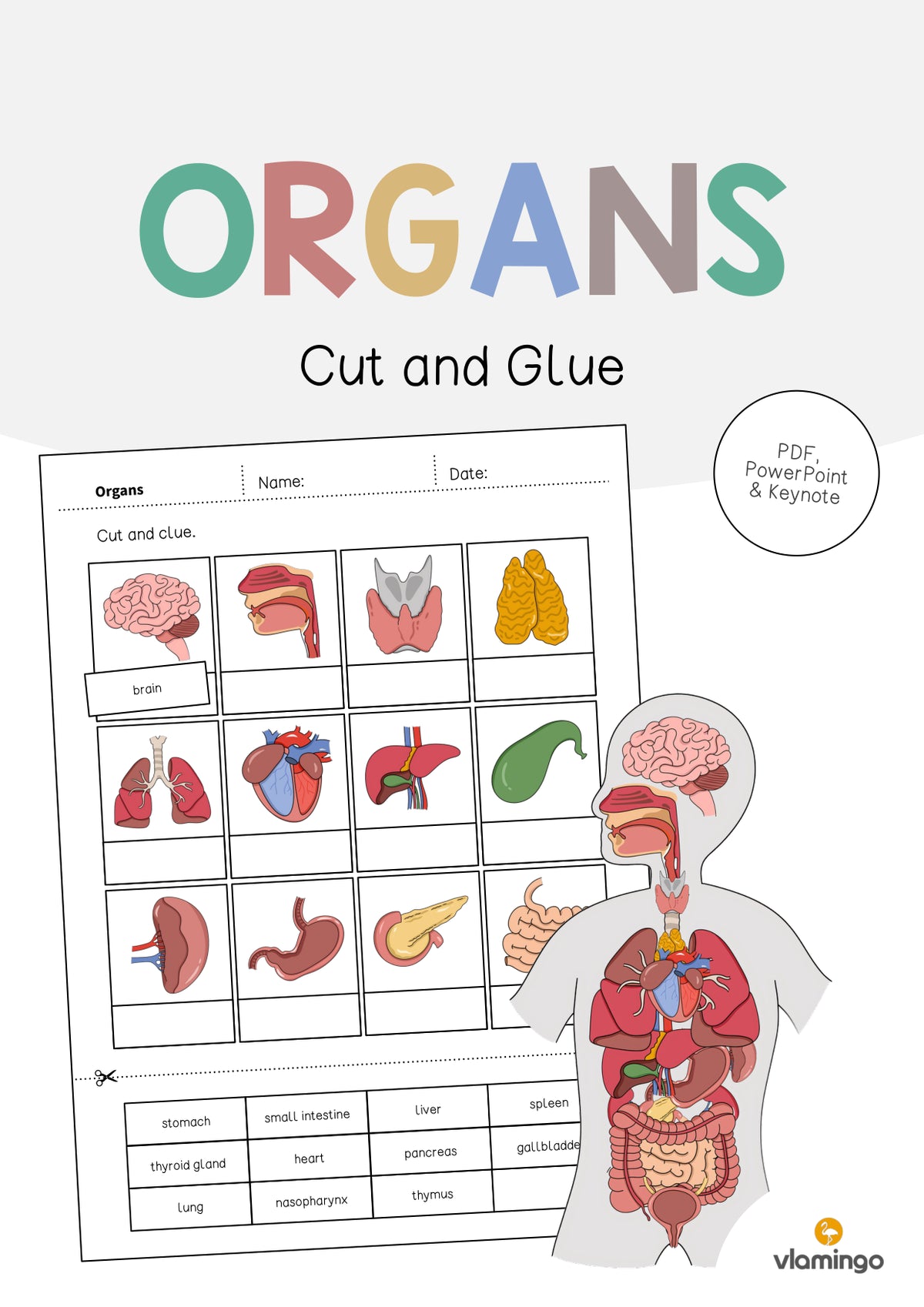 de englisch organs cut and glue 001