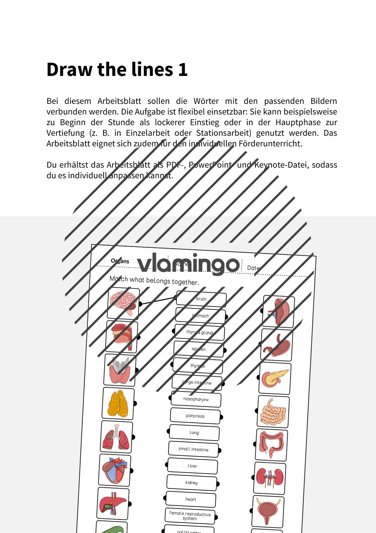 de englisch organs draw the lines 1 002