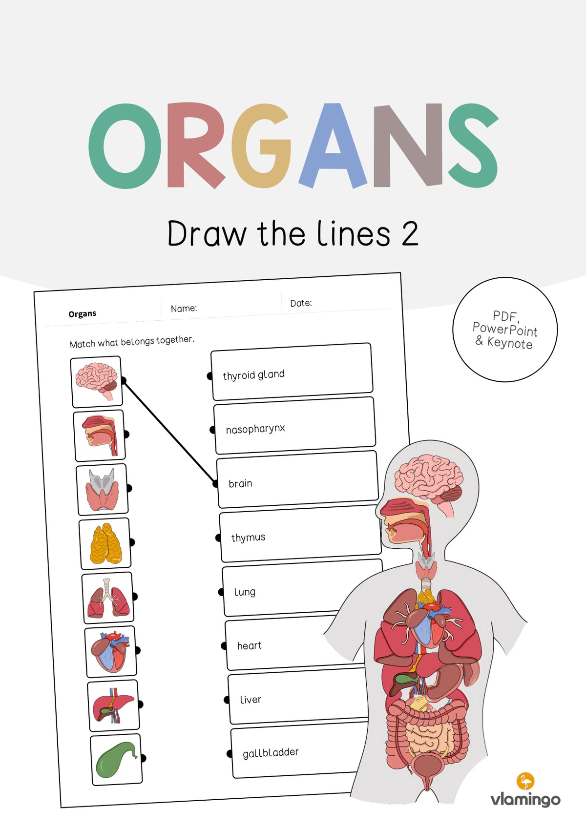 de englisch organs draw the lines 2 001