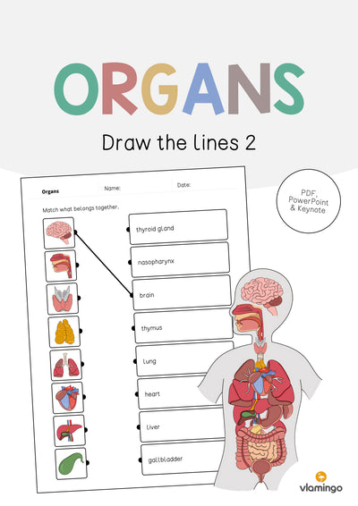 Organs / Organe: Draw the lines 2 (Englisch)