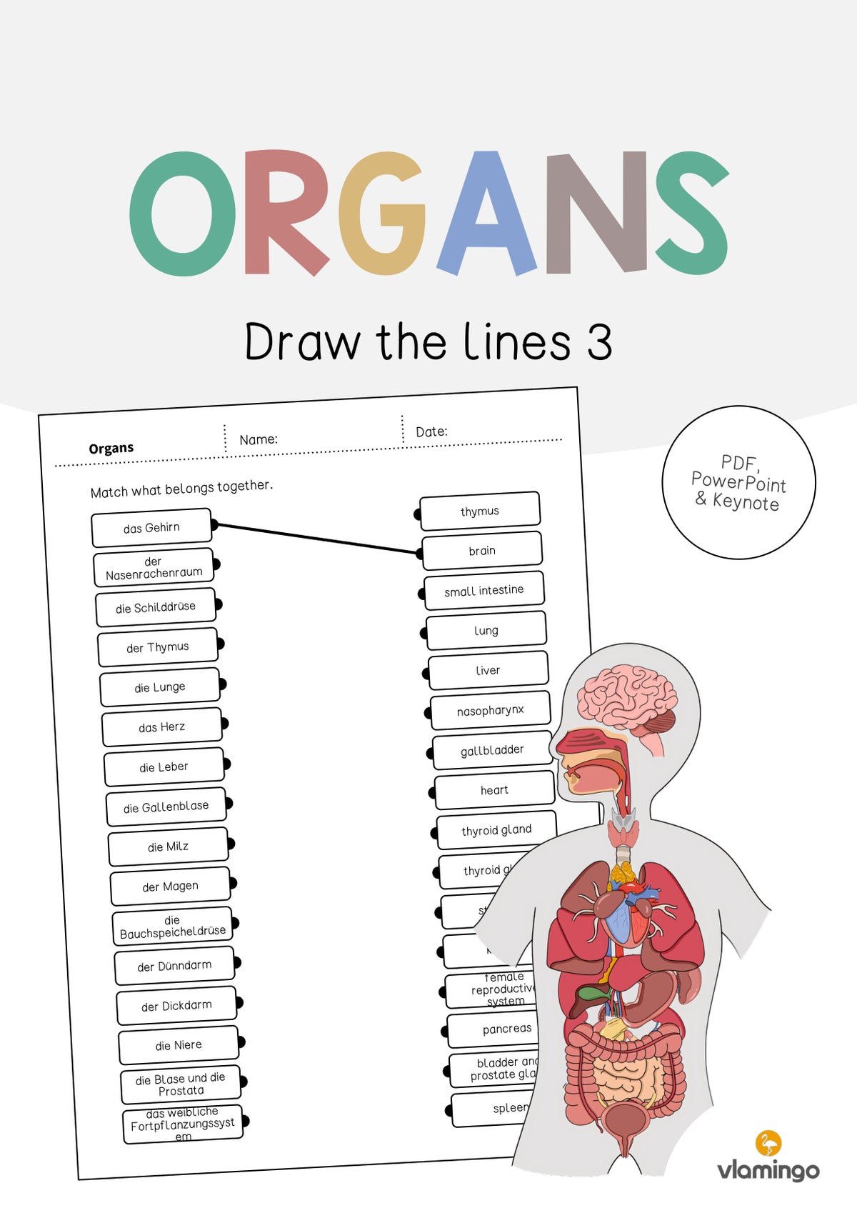 de englisch organs draw the lines 3 001